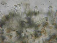 Inocybe fuscidula image