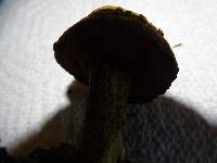 Suillus fuscotomentosus image