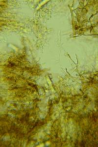 Peniophora pithya image