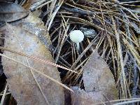 Hygrocybe russocoriacea image