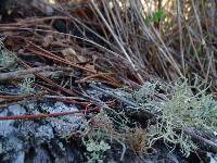 Usnea flavocardia image