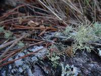 Usnea flavocardia image