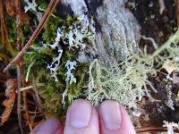 Usnea flavocardia image