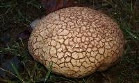 Calvatia cyathiformis image