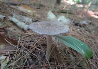 Entoloma violaceum image