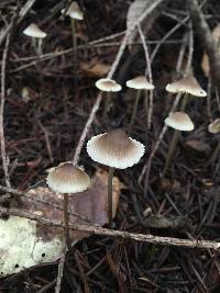 Mycena aurantiomarginata image