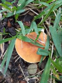 Lactifluus hygrophoroides image