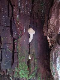 Entoloma strictius image