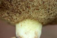 Suillus brevipes image