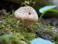 Armillaria gallica image
