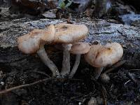 Armillaria gallica image