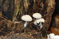 Entoloma abortivum image