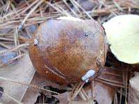 Suillus brevipes image