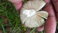 Russula cyanoxantha image