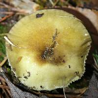 Hygrophorus hypothejus image
