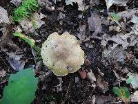 Tricholoma palustre image