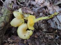 Hygrocybe flavifolia image