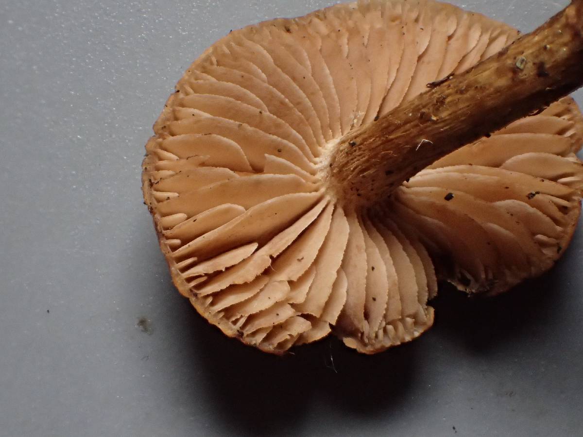Hebeloma collariatum image