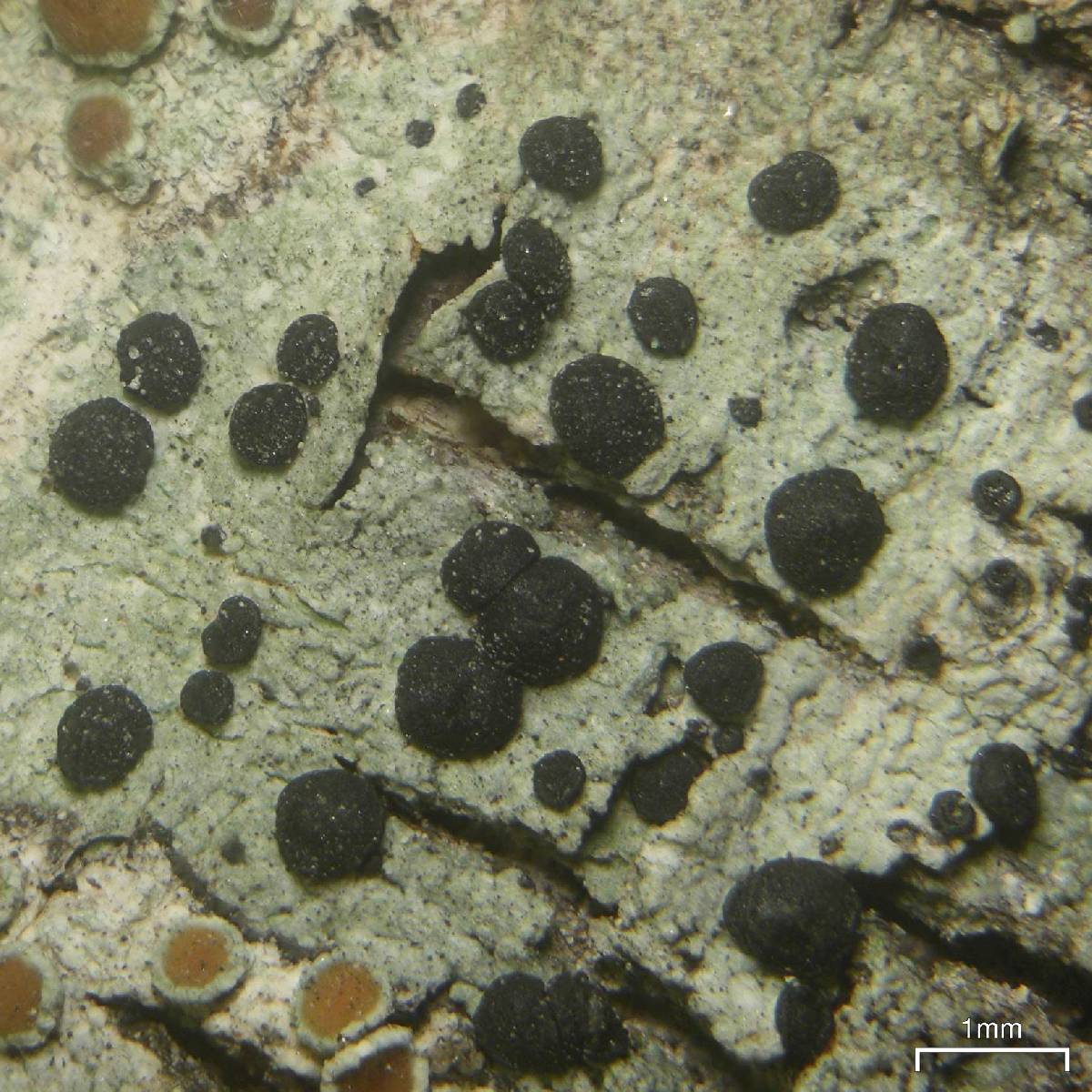 Buellia penichra image