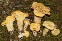 Cantharellus chicagoensis image