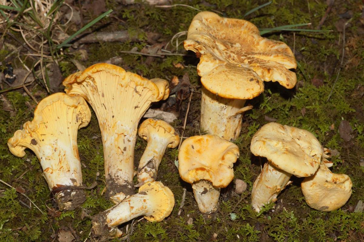 Cantharellus chicagoensis image