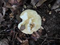 Russula subterfurcata image