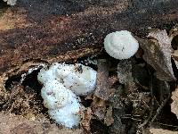 Entoloma abortivum image