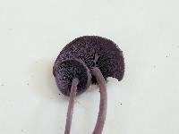 Baeospora myriadophylla image