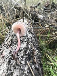 Mycena purpureofusca image