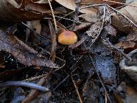 Rhizomarasmius pyrrhocephalus image