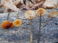 Rhizomarasmius pyrrhocephalus image