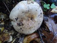 Lactarius argillaceifolius var. megacarpus image