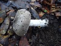 Amanita constricta image