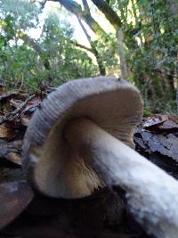 Amanita constricta image