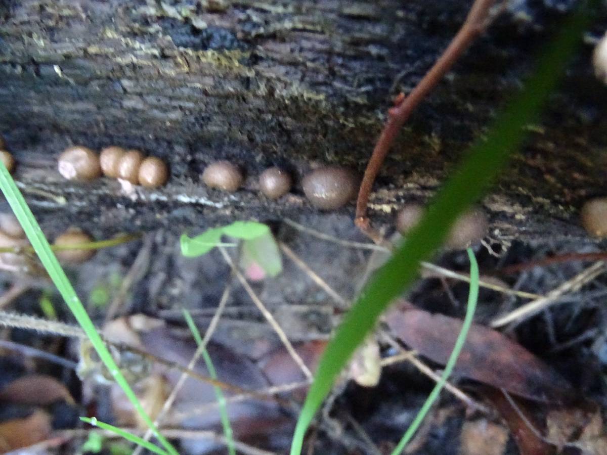 Lycogala image