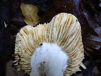 Russula basifurcata image