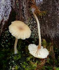 Lichenomphalia umbellifera image