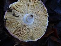 Russula risigallina image