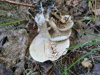 Clitocybe subconnexa image