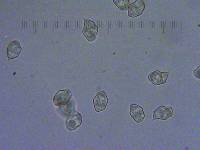 Entoloma hirtipes image