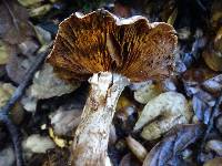 Cortinarius regalis image