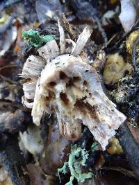 Cortinarius regalis image