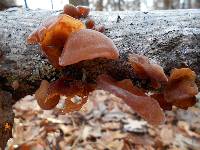 Auricularia angiospermarum image