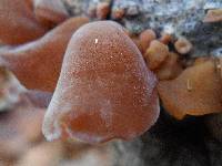 Auricularia angiospermarum image