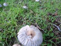 Inocybe ionocephala image