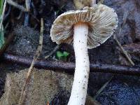 Inocybe albodisca image