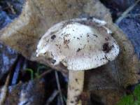 Inocybe albodisca image