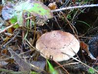 Tricholoma imbricatum image