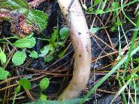 Tricholoma imbricatum image