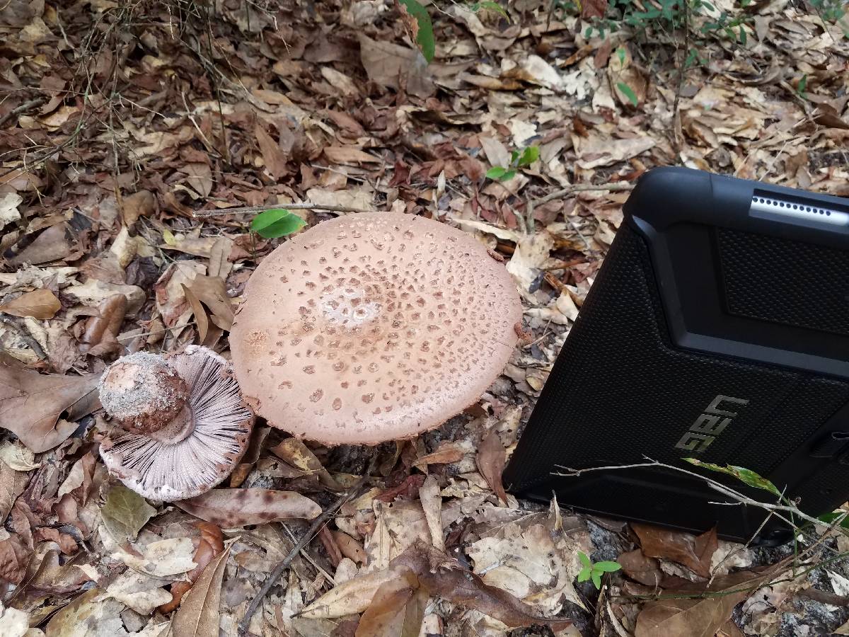 Amanita westii image